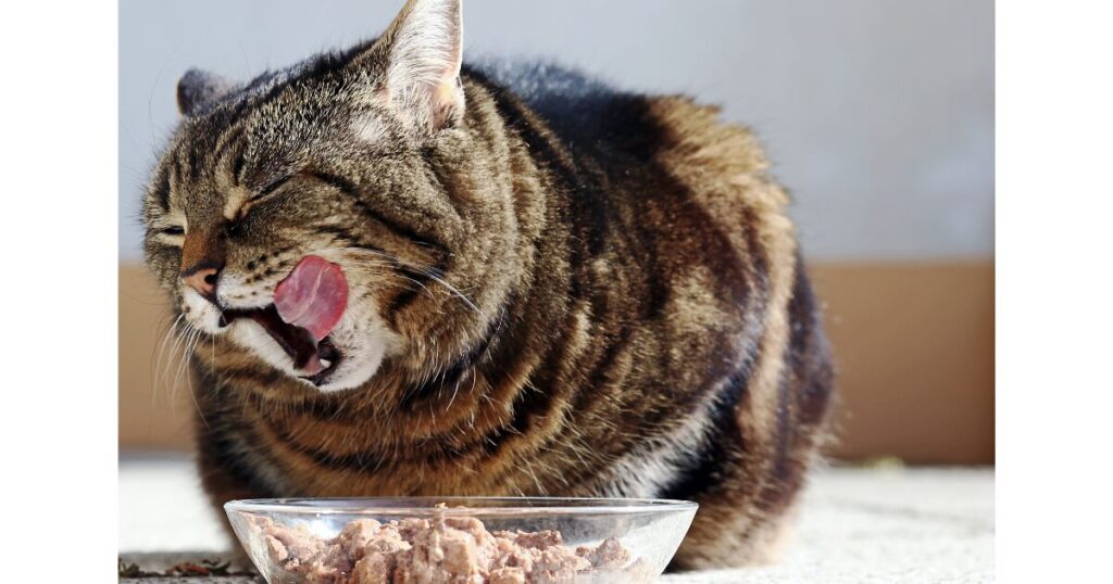 ウエットフードを食べる猫