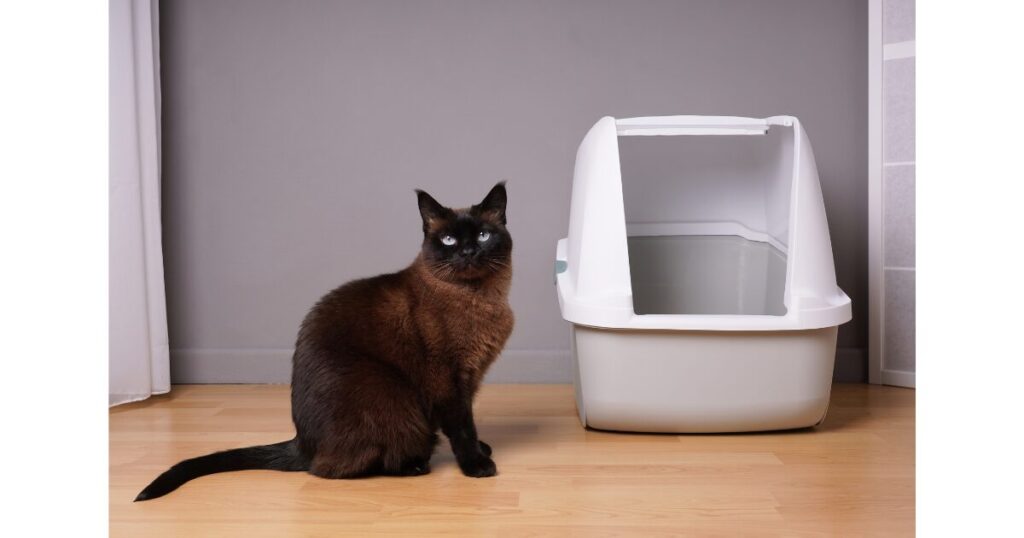 トイレの前のシニア猫