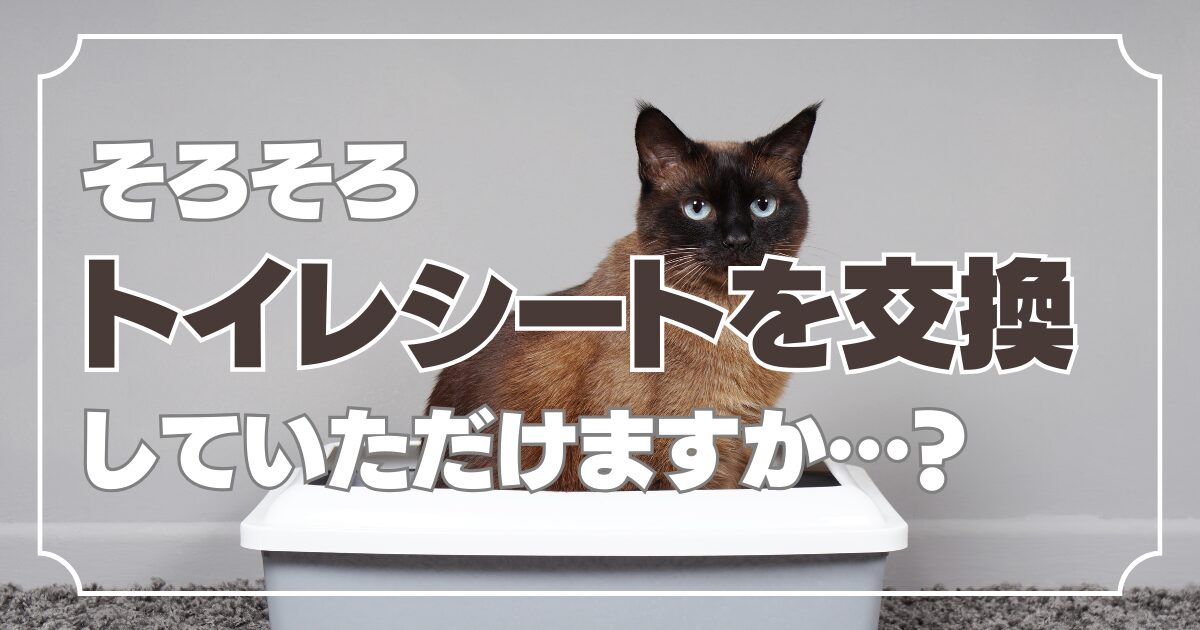 猫用トイレシートの交換頻度の目安と適切なタイミング