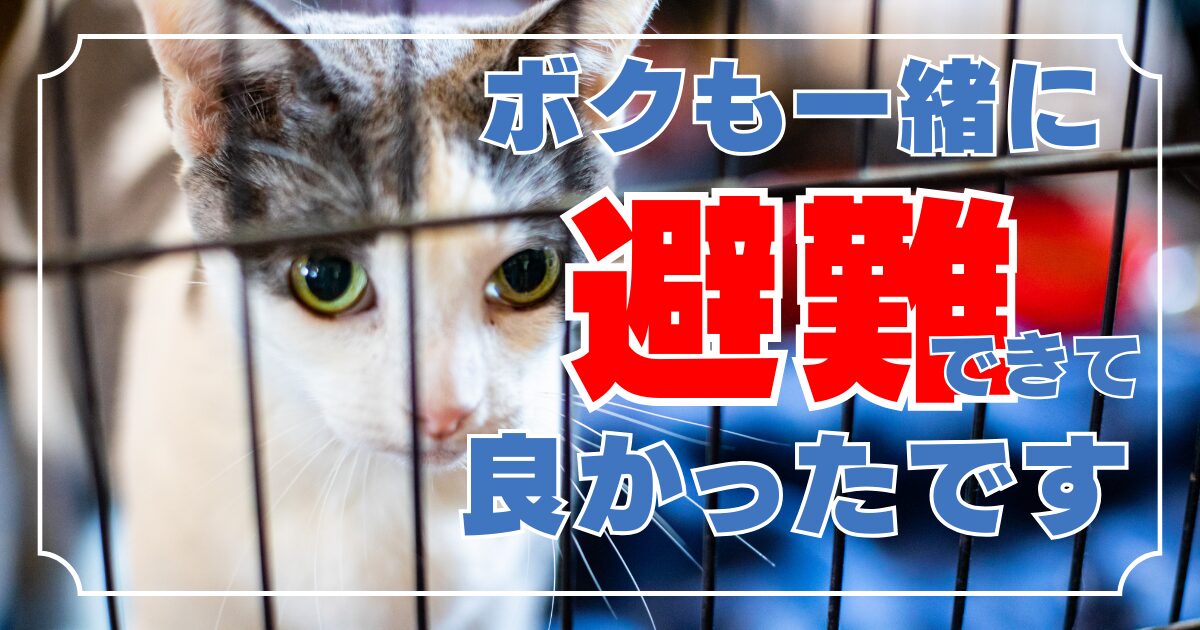 【猫と避難？】　災害時慌てない日ごろの準備と避難所利用のポイント