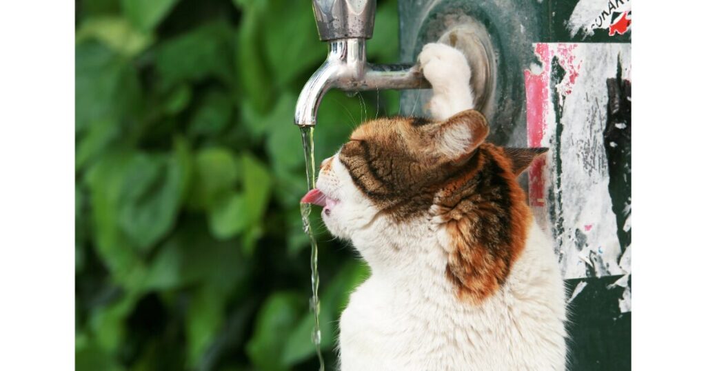 蛇口から水を飲む猫