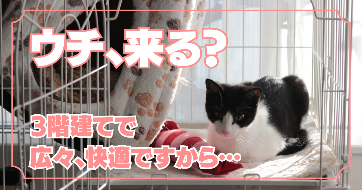 猫 ケージ 2 段 3 段 どっち