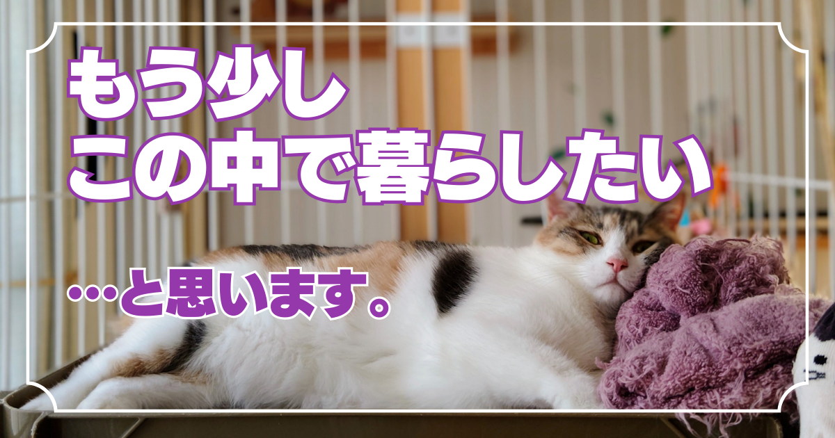 猫用ケージいつまで？